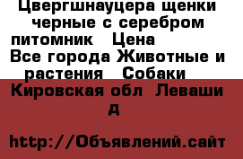 Цвергшнауцера щенки черные с серебром питомник › Цена ­ 30 000 - Все города Животные и растения » Собаки   . Кировская обл.,Леваши д.